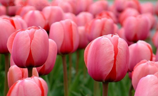 أول الحب.. تحية الصباح والمساء