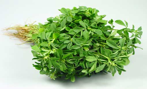 «الحُلْبة» نبتة خضراء متعددة الاستخدامات