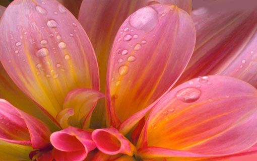 بأي نوع من السذاجة تتصفين؟