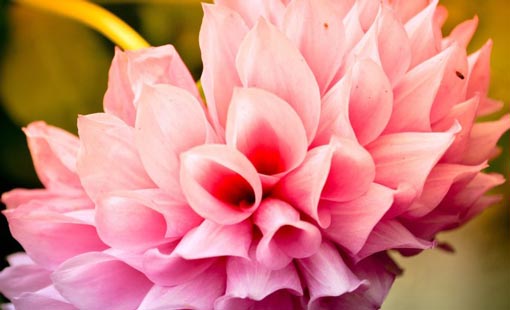 قيمة الغِبطة