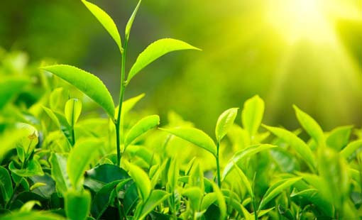 الوقاية التربوية