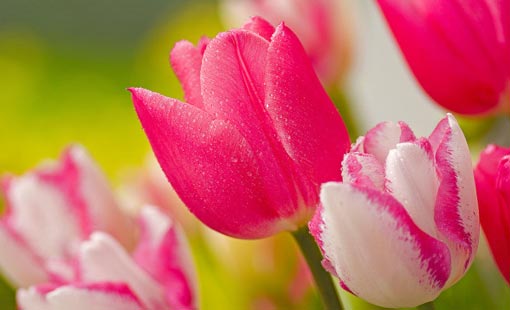 تجديد الروح في شخصيتنا