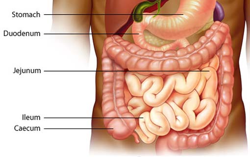 الإعجاز الكامن في الأمعاء الدقيقة