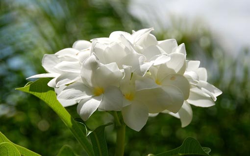 الأخلاق الفاضلة ميراث الإنسانية