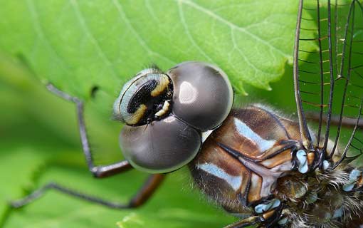 النظام الدفاعي للنباتات