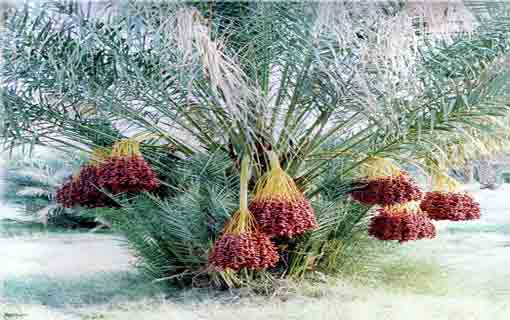 السيدة مريم (ع) تقطف أغلى ثمرة