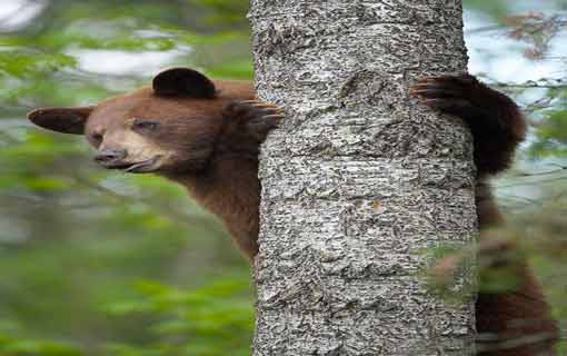 آيات الله في حماية الكائن الحي لنفسه