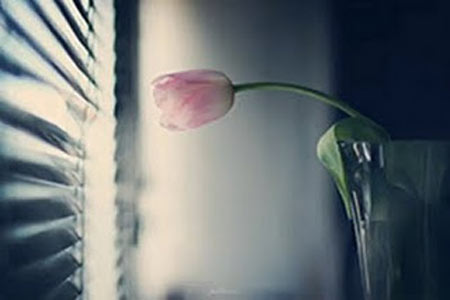 في مجتمع الورود