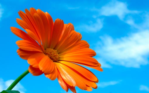 حصاد اللسان