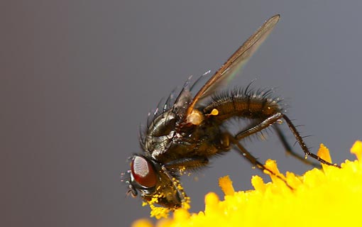 الحشرات 900 ألف نوع.. هذا خلق الله