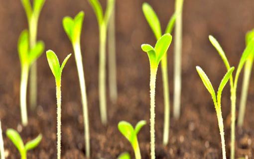 معيار العمل الصالح