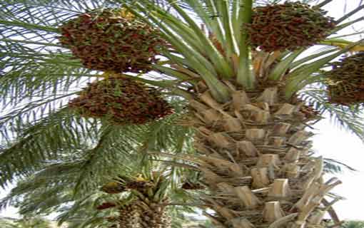 من طيِّبات الرزق