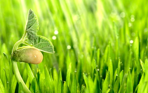 النبات معجزة إلهية كشف عنها القرآن الكريم