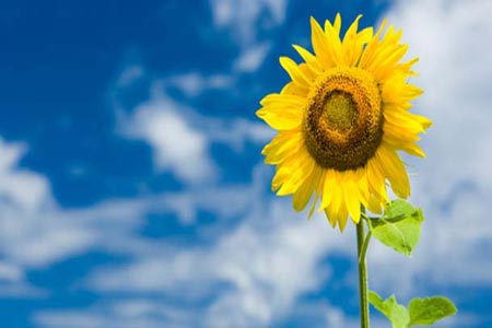 الأسوة (Role models)