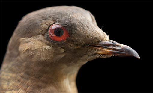 الذكاء لدى الحيوانات