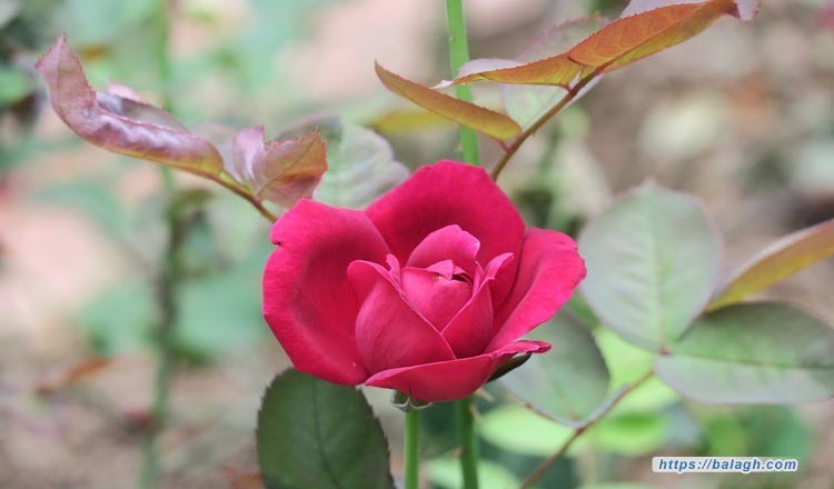 خطوات تجعلنا متسامحين