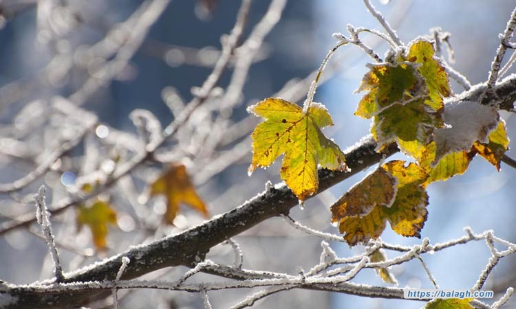 معالجة برد الخريف