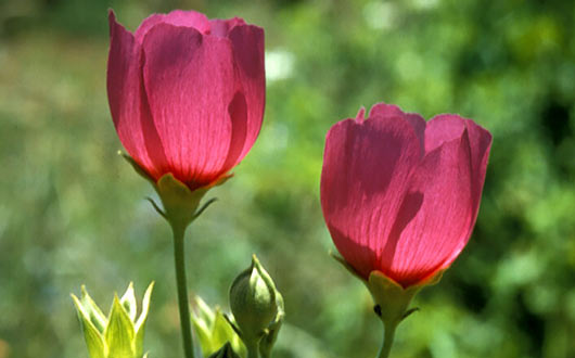 الأخلاق من أجل حياة طيِّبة