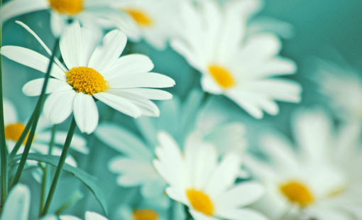 السلام.. قيمة إنسانية عظيمة