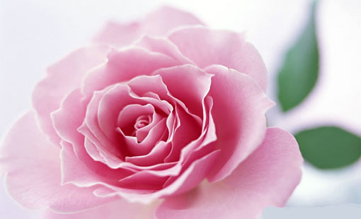 التربية السوية