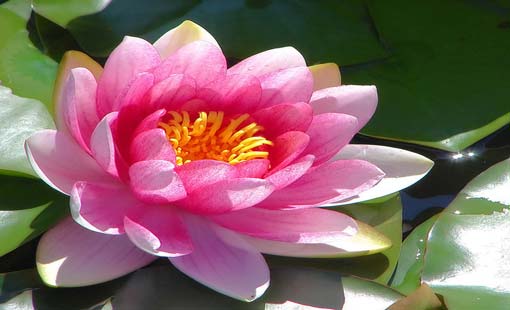 آثار الإيمان وفوائده