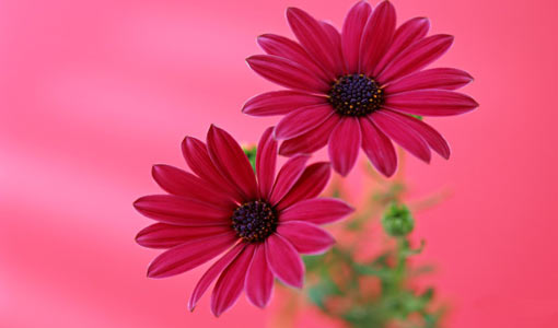 التفاؤل.. شعار النجاح