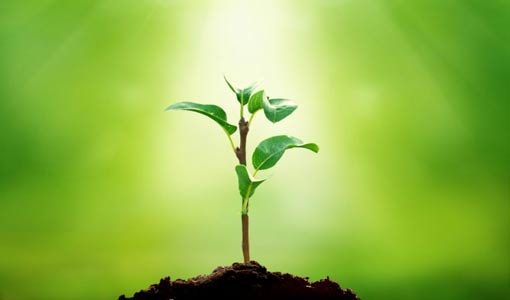 البحث عن السلام