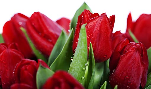 بالإيمان تطيب الحياة