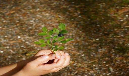 تطبيق مفهوم الصبر في التربية