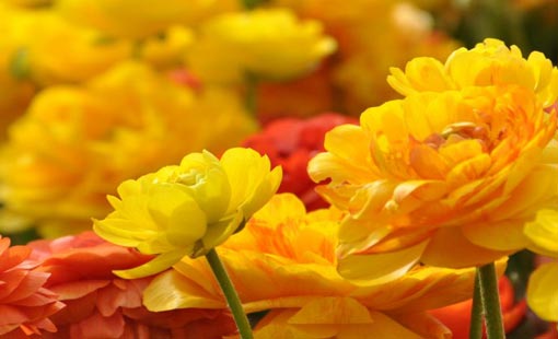 الدستور الأخلاقي للشباب