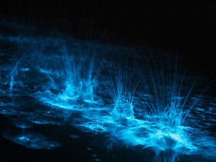 خليج البعوض المتوهج.. أغرب الظواهر الطبيعية