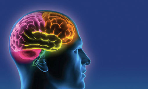 تعلُّم اللغات.. ينشط الدماغ والأعصاب