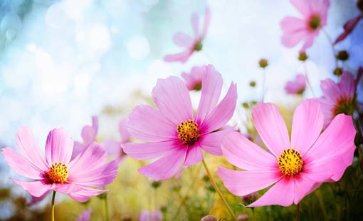 غض البصر.. فوائد عظيمة ومنافع جمة