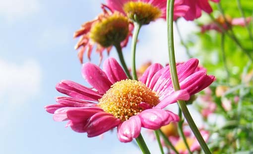 علو الهمة ومراتبها