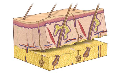 وظائف الجلد والحالة النفسية