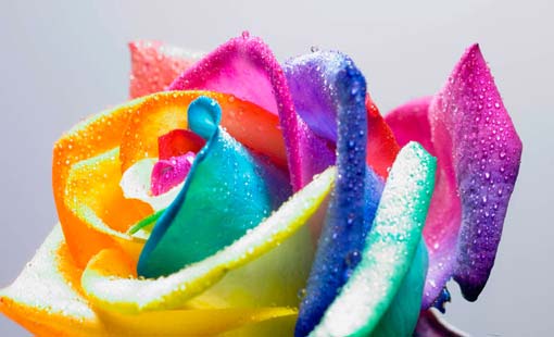 دور الفن في ثقافة المجتمع