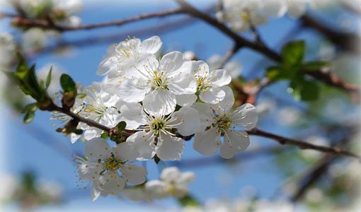 الفطرة الإنسانية