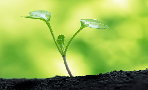 الإنسان وتقبل التربية