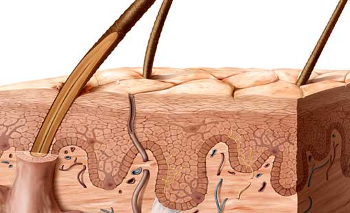 وظائف الجلد الحيوية