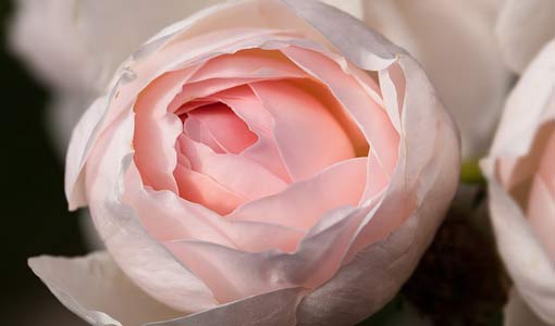 البلوغ وآثاره