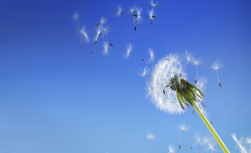 كيف نحافظ على نقاء هوائنا؟