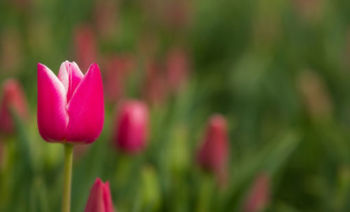 إعداد الفرد خلقياً