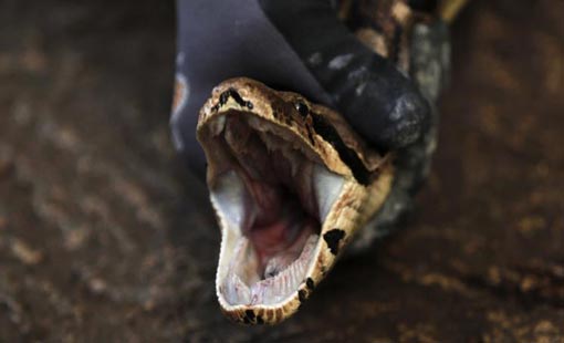 لصوص يسرقون ثعابين وسحالي