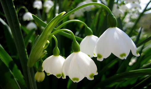 الصداقة بعيداً عن العزلة والقلق