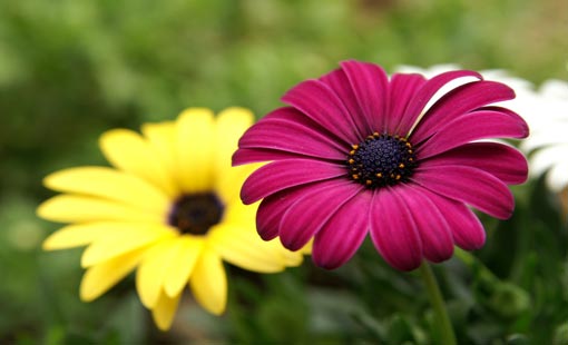 الحياء.. عاطفة حيّة داخل النفس