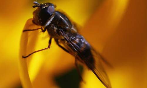 ألماني طعامه الذباب لمدة 18 يوماً