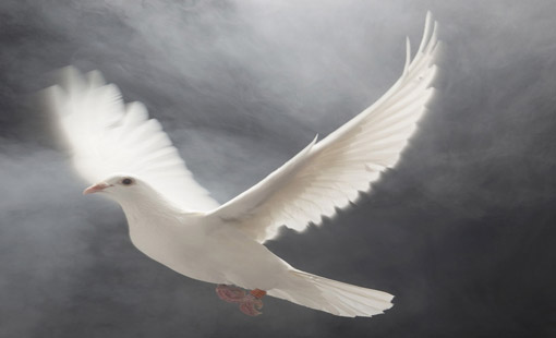 العنف والسلم في معاني الإنسانية وقيمها