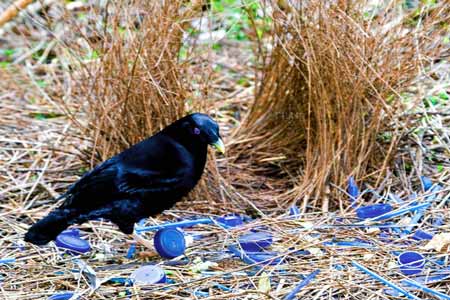 عصافير تسرق بيوت