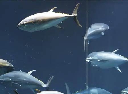 باحثون: الأسماك لا تشعر بالألم عند اصطيادها