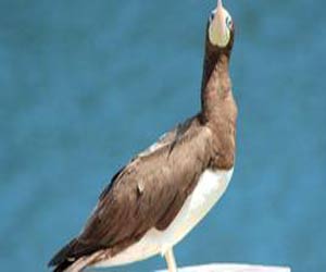 10 آلاف دولار لاعتقال مهاجم بجعة